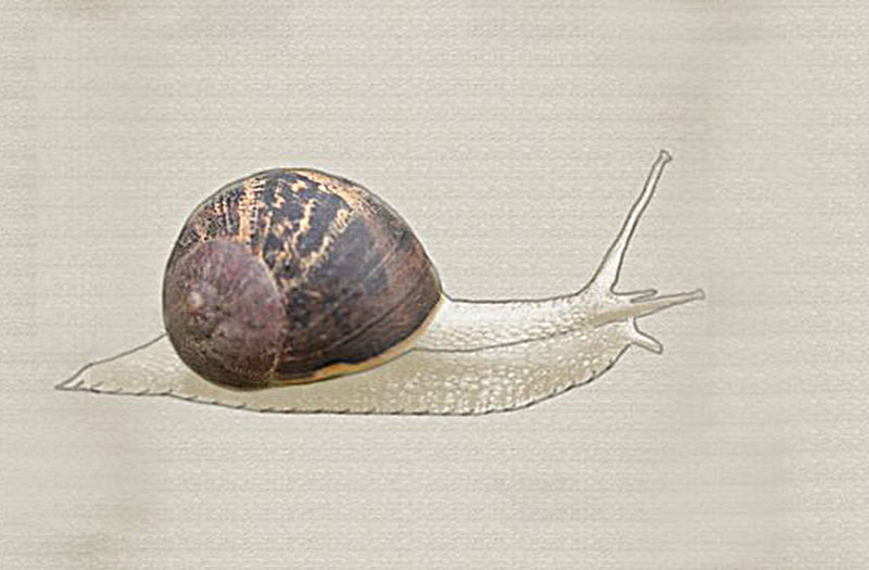 Image of a snail
